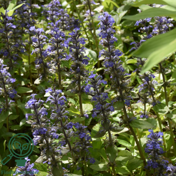 Ajuga reptans, Krybende Læbeløs