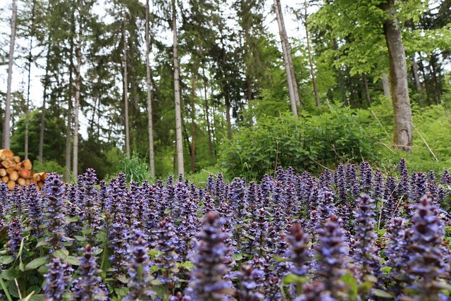 Ajuga reptans, Krybende Læbeløs