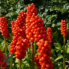 Arum italicum, Italiensk Ingefær