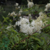 Filipendula ulmaria, Mjødurt