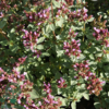 Origanum laevigatum 'Herrenhausen', Oregano