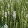 Liatris spicata 'Floristan Weiss', Pragtskær C0,8