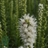 Liatris spicata 'Floristan Weiss', Pragtskær C0,8
