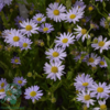 Kalimeris incisa 'Blue Star', Japansk Asters