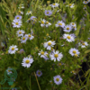 Kalimeris incisa 'Blue Star', Japansk Asters
