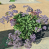 Limonium latifolium, Staude Statice