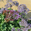 Limonium latifolium, Staude Statice