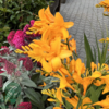 Crocosmia x crocosmiiflora 'Walbertons Yellow', Montbretia