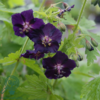 Geranium phaeum 'Raven', Storkenæb