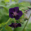 Geranium phaeum 'Raven', Storkenæb