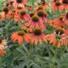 Echinacea purpurea 'Lakota® Red', Solhat
