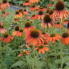 Echinacea purpurea 'Lakota® Red', Solhat