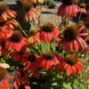 Echinacea purpurea 'Lakota® Red', Solhat