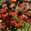 Echinacea purpurea 'Lakota® Red', Solhat