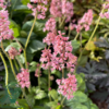 Heucherella hybrid 'Pink Revolution'®, Alunrod