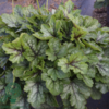 Heucherella hybrid 'Pink Revolution'®, Alunrod