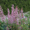 Heucherella hybrid 'Pink Revolution'®, Alunrod