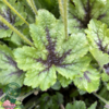 Heucherella hybrid 'Pink Revolution'®, Alunrod