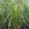 Miscanthus sinensis 'Red Chief