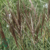 Miscanthus sinensis 'Red Chief