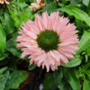 Echinacea hybrid 'SunSeekers Salmon'®, Solhat
