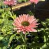 Echinacea hybrid 'SunSeekers Salmon'®, Solhat