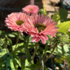 Echinacea hybrid 'SunSeekers Salmon'®, Solhat
