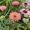 Echinacea hybrid 'SunSeekers Salmon'®, Solhat