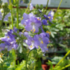 Polemonium caeruleum, Jakobsstige