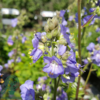 Polemonium caeruleum, Jakobsstige