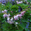 Dicentra spectabilis 'Cupid'®, Hjerteblomst