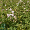 Dicentra spectabilis 'Cupid'®, Hjerteblomst