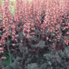 Heuchera hybrid 'Timeless Night', Alunrod
