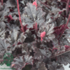 Heuchera hybrid 'Timeless Night', Alunrod