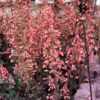 Heuchera hybrid 'Timeless Night', Alunrod