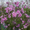 Lychnis flos-cuculi 'Petite Jenny'®, Trævlekrone