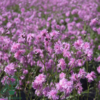 Lychnis flos-cuculi 'Petite Jenny'®, Trævlekrone