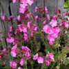 Silene dioica 'Rollies Favorite'®