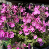 Silene dioica 'Rollies Favorite'®