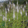 Veronicastrum virginicum 'Diana', Virginsk ærenpris