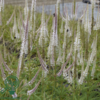 Veronicastrum virginicum 'Diana', Virginsk ærenpris