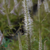 Veronicastrum virginicum 'Diana', Virginsk ærenpris