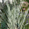 Leymus arenarius 'Blue Dune', Marehalm