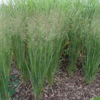 Panicum virgatum 'Northwind', Præriehirse