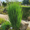 Panicum virgatum 'Northwind', Præriehirse
