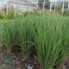 Panicum virgatum 'Northwind', Præriehirse