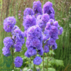 Delphinium elatum Highlander® 'Bolero', Ridderspore