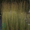 Molinia arundinacea Norðîc® 'Tiki® Lights', Pibegræs/Blåtop C1,0