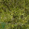 Frangula alnus ‘Aspleniifolia’ - Trøstetræ