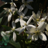 Clematis armandii, Stedsegrøn Klematis